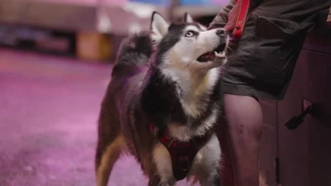Nervous Husky dog being held and clapped by owner. Man’s best friend Stock Footage 252705950