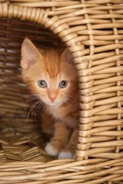 Nervous kitten Stock Photos