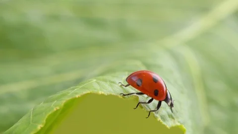 Nervous ladybug running on the green leaf Stock Footage 114752135