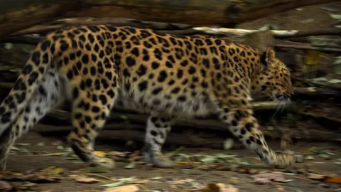 Nervous leopard Stock Footage 151650818