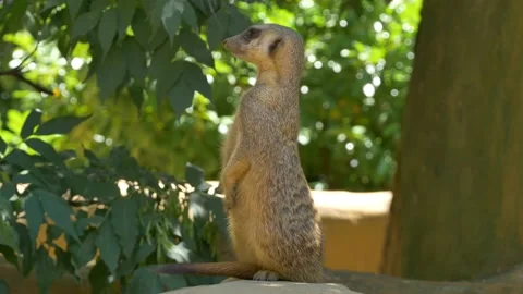 Nervous meerkat looking around checking for danger with green background, 4k Vídeo Stock 195962317
