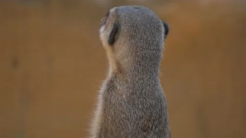 Nervous meerkat looking around checking for danger golden background - telephoto Vídeo Stock 195962369