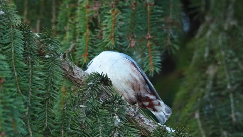 Nervous Nuthatch on a branch and leaving Stock Footage 265706079