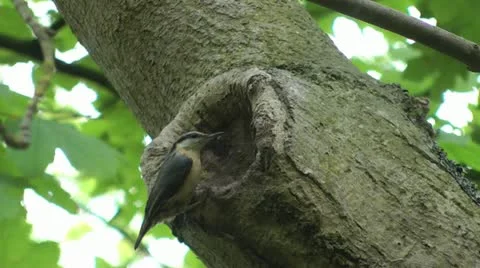 Nervous nuthatch by nest hole in tree Stock Footage 15107119