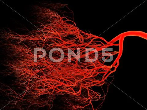 Nervous or blood system of artery and vein. Medical 3d illustration Stock Illustration
