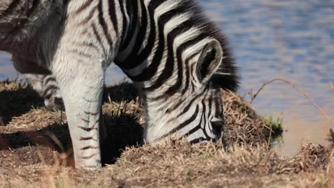 Nervous Plains Zebra drinking water, cautious moving away suddenly at the Stock Footage 292774139