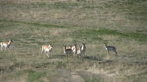 Nervous pronghorns Stock-Footage 12592118