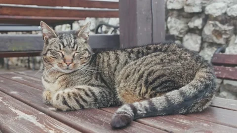 Nervous striped cat Stock Footage 238564614