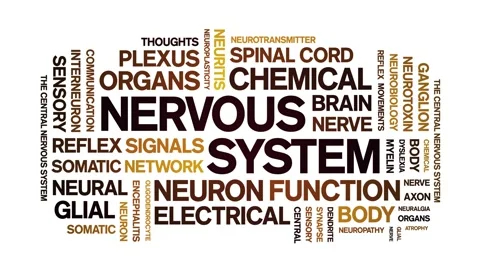 Nervous System animated word cloud,animation kinetic typography seamless loop. Stock Footage 324576443