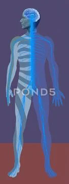 Nervous system, artwork Stock Illustration