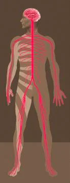 Nervous system, artwork Stock Illustration