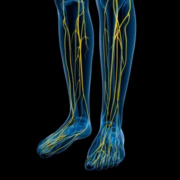 Nervous system, artwork Stock Illustration