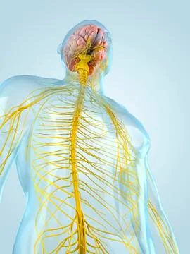 Nervous system, artwork Stock Illustration