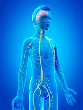 Nervous system of a boy, illustration Stock Illustration