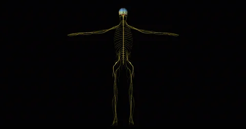 Nervous System with Brain of Human Body in Rotation Stock Footage 64309692