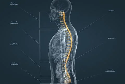The nervous system is the command center of the body. Illustrazione stock