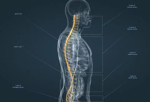 The nervous system is the command center of the body. イラスト素材
