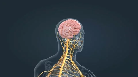 The nervous system is a complex network of nerves Stock Footage 228860086