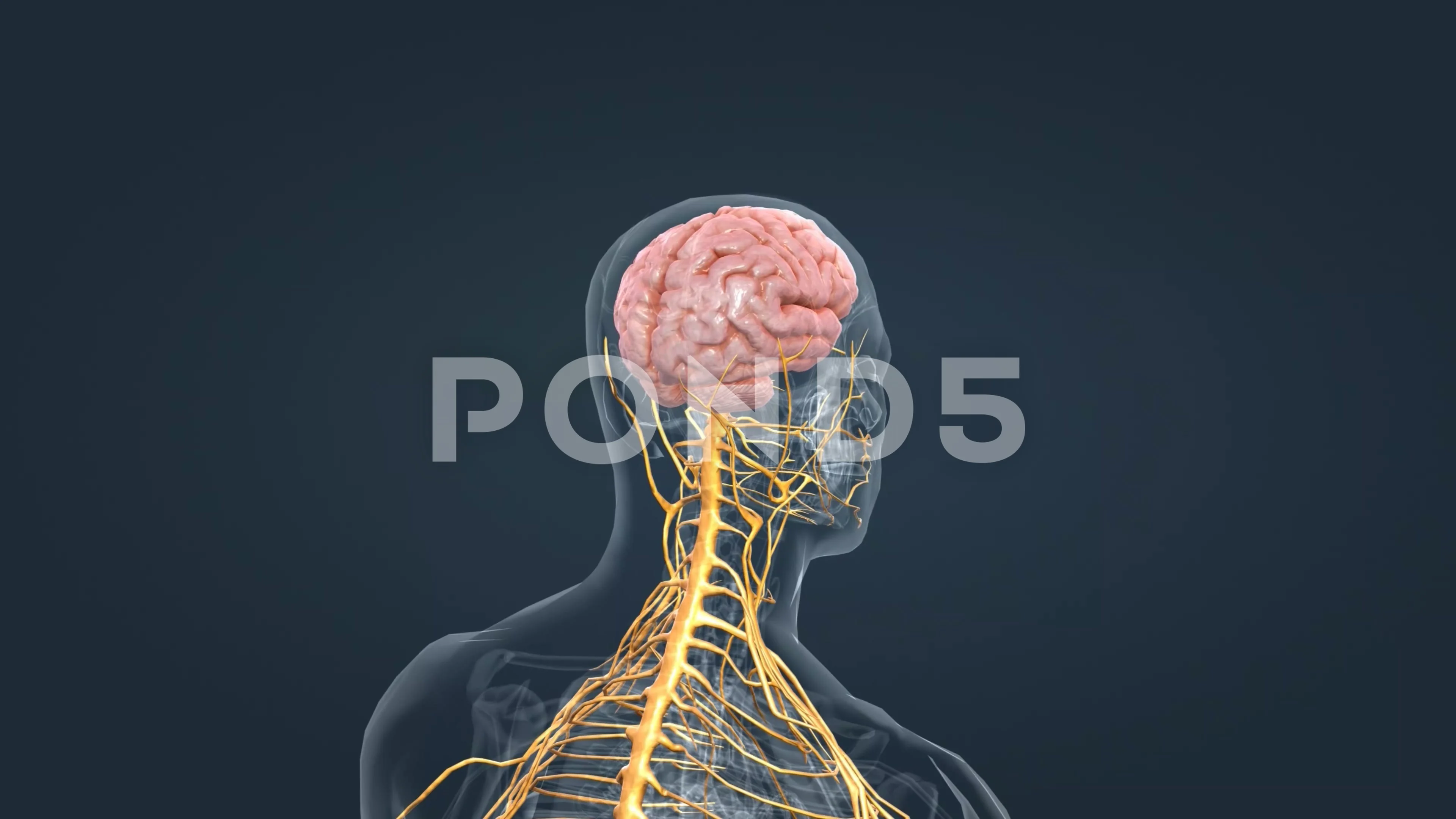 Peripheral Nervous System Stock Footage ~ Royalty Free Stock Videos | Pond5 Peripheral Nervous System Stock Footage ~ Royalty Free Stock Videos | Pond5