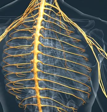 The nervous system is a complex network of nerves and cells that carry messag Illustrazione stock