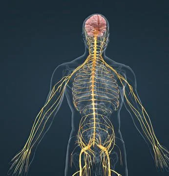 The nervous system is a complex network of nerves and cells that carry messag Stock Illustration