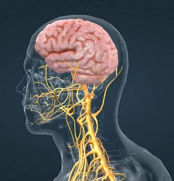The nervous system is a complex network of nerves and cells that carry messag Illustrazione stock