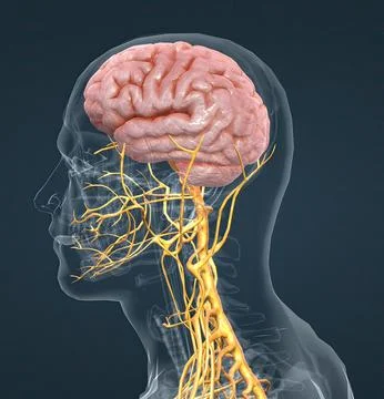 The nervous system is a complex network of nerves and cells that carry messag Illustrazione stock