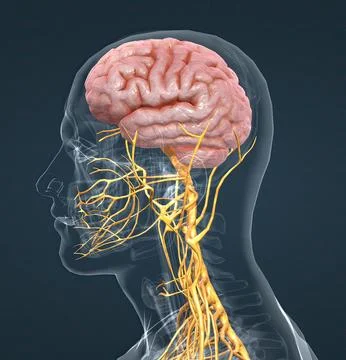 The nervous system is a complex network of nerves and cells that carry messag Stock Illustration