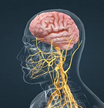 The nervous system is a complex network of nerves and cells that carry messag Illustrazione stock