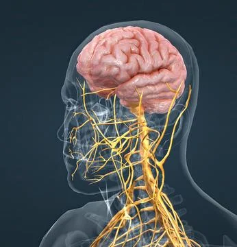 The nervous system is a complex network of nerves and cells that carry messag Illustrazione stock