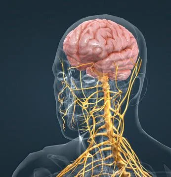 The nervous system is a complex network of nerves and cells that carry messag Stock Illustration