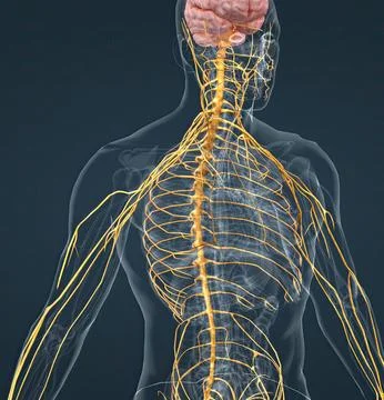 The nervous system is a complex network of nerves Illustrazione stock