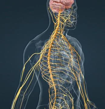 The nervous system is a complex network of nerves and cells that carry messag Illustrazione stock