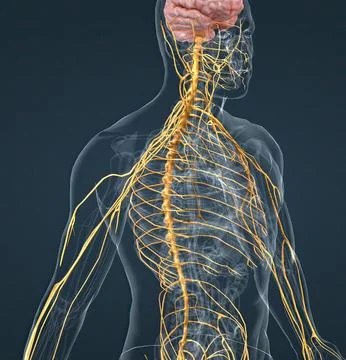 The nervous system is a complex network of nerves Stock Illustration