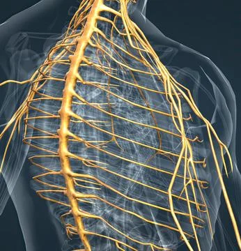 The nervous system is a complex network of nerves Stock Illustration