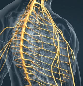 The nervous system is a complex network of nerves Stock Illustration