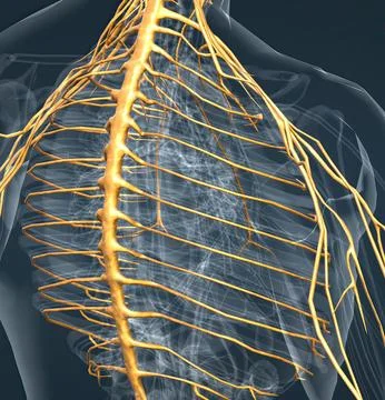 The nervous system is a complex network of nerves Stock Illustration