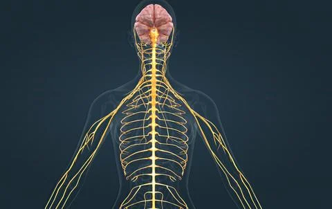 The nervous system is a complex network of nerves Illustrazione stock