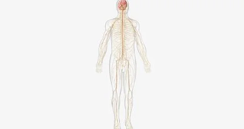 The nervous system contains the brain, brainstem, and nerves. Stock Illustration