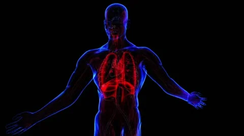 Nervous system Stock Footage 21893579