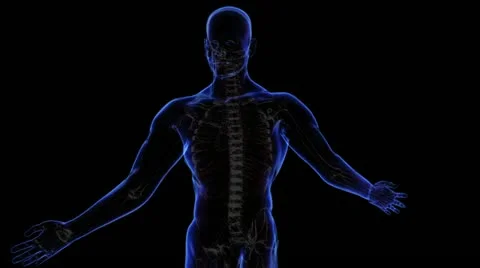 Nervous system Vidéo 21893608