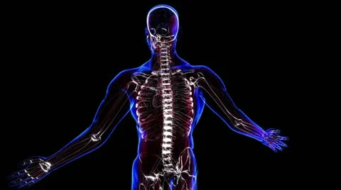 Nervous system Stock-Footage 21893615