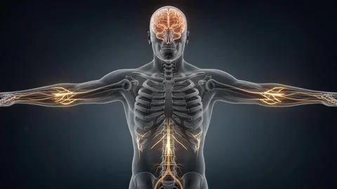 Nervous System Glowing Nerve Activity. 스톡 동영상 342617017