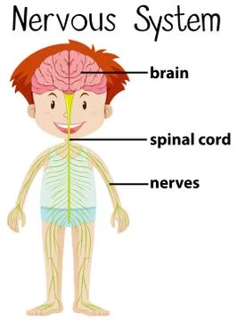Nervous system in human body Stock Illustration