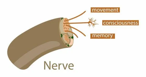 Nervous system, Human nerve cell Stock Illustration