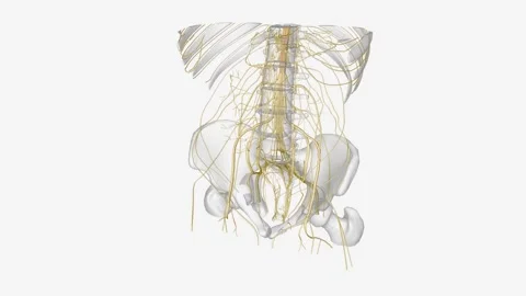 Nervous system includes the brain, spinal cord, and a complex network of nerves Stock Footage 271052881