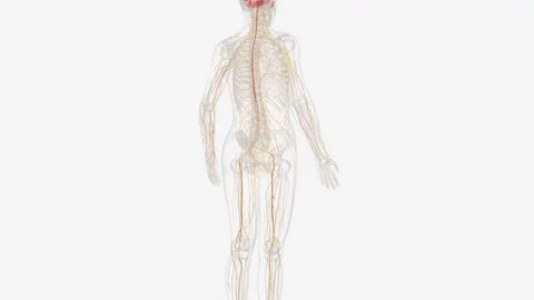 Nervous system includes the brain, spinal cord, and a complex network of nerves Stock Footage 271054481