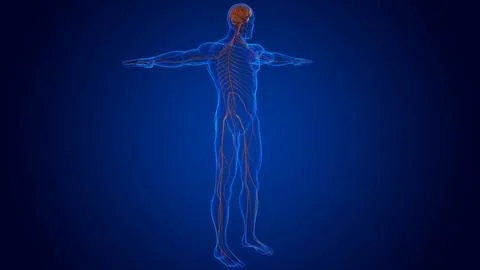 The nervous system includes the brain, spinal cord, and a complex network o.. Illustrazione stock