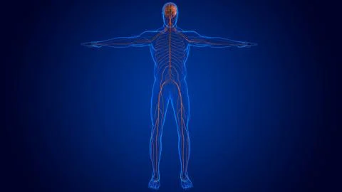 The nervous system includes the brain, spinal cord, and a complex network o.. Illustrazione stock