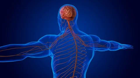 The nervous system includes the brain, spinal cord, and a complex network o.. Stock Illustration